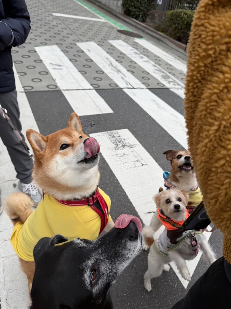 やったー、「こはしず弁当」にありつけたよー。柴犬子犬ハルのワンダフルライフ