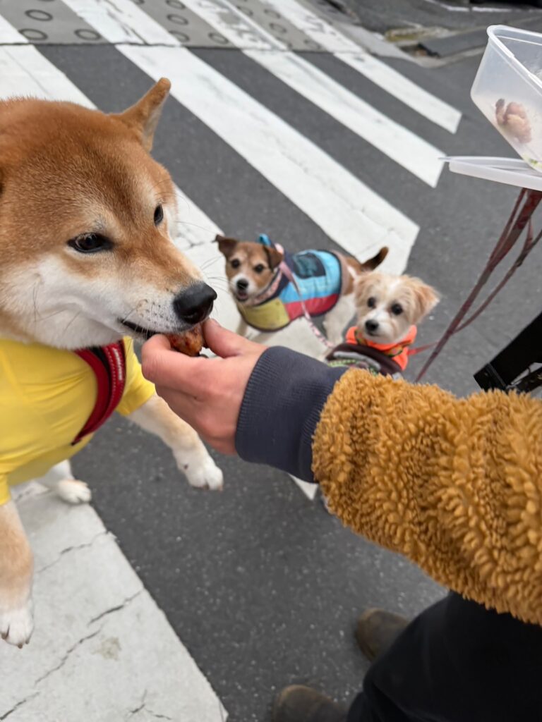 やったー、「こはしず弁当」にありつけたよー。柴犬子犬ハルのワンダフルライフ
