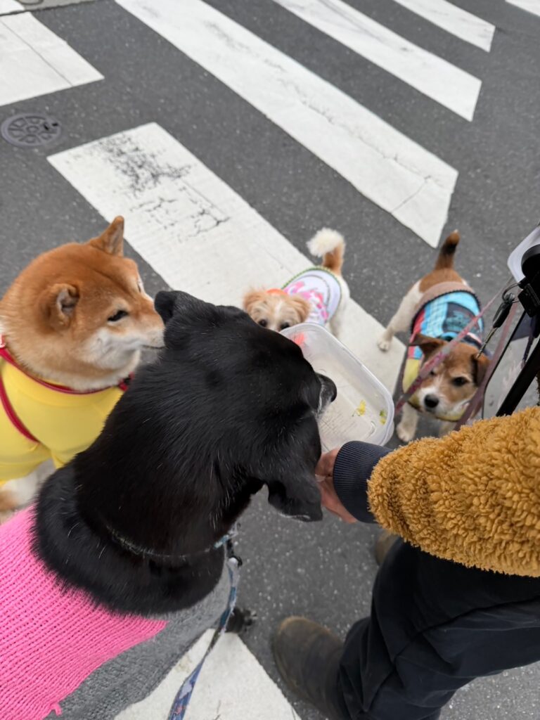 やったー、「こはしず弁当」にありつけたよー。柴犬子犬ハルのワンダフルライフ