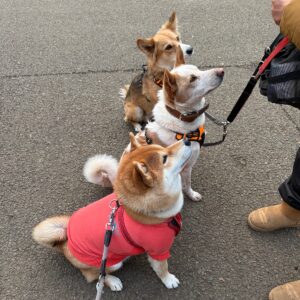 お友だちに会えるまで辛抱強く待つ、それがぼく。柴犬子犬ハルのワンダフルライフ