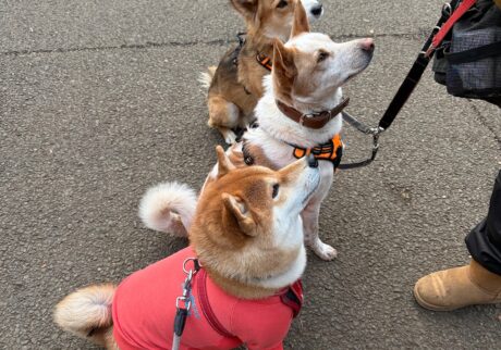 お友だちに会えるまで辛抱強く待つ、それがぼく。柴犬子犬ハルのワンダフルライフ お友だちに会えるまで辛抱強く待つ、それがぼく。柴犬子犬ハルのワンダフルライフ