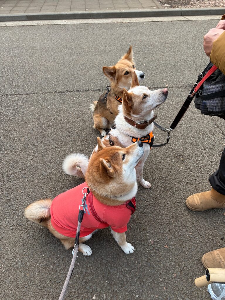 お友だちに会えるまで辛抱強く待つ、それがぼく。柴犬子犬ハルのワンダフルライフ