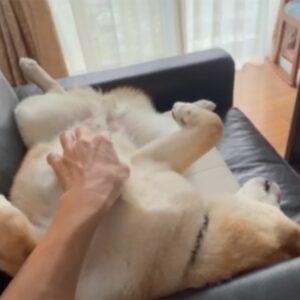 かーちゃんが一緒の日は、午前中からお腹丸出し。柴犬子犬ハルのワンダフルライフ