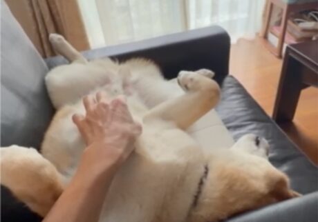 かーちゃんが一緒の日は、午前中からお腹丸出し。柴犬子犬ハルのワンダフルライフ