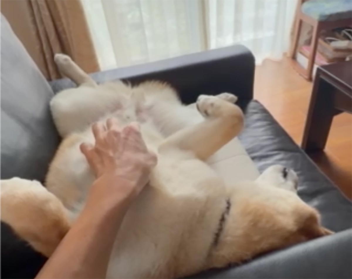 かーちゃんが一緒の日は、午前中からお腹丸出し。