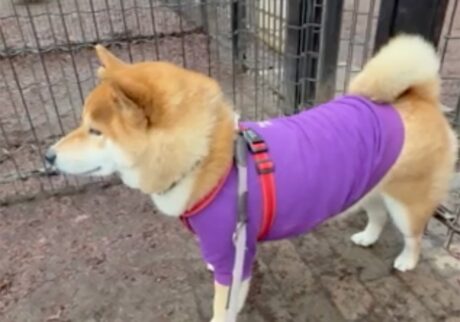ドッグラン、やっぱりぼくは入らないと決めた。柴犬子犬ハルのワンダフルライフ ドッグラン、やっぱりぼくは入らないと決めた。柴犬子犬ハルのワンダフルライフ