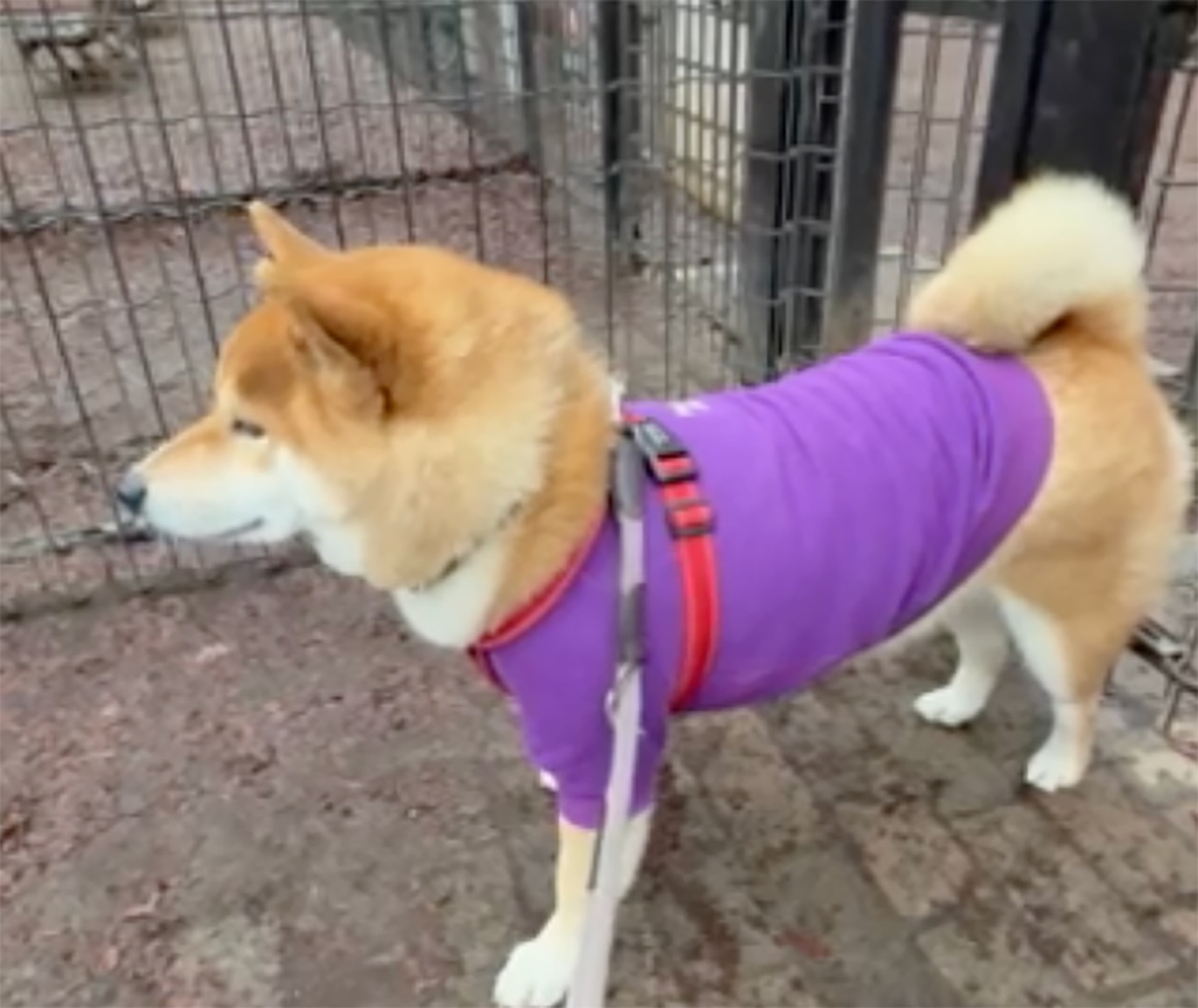 ドッグラン、やっぱりぼくは入らないと決めた。