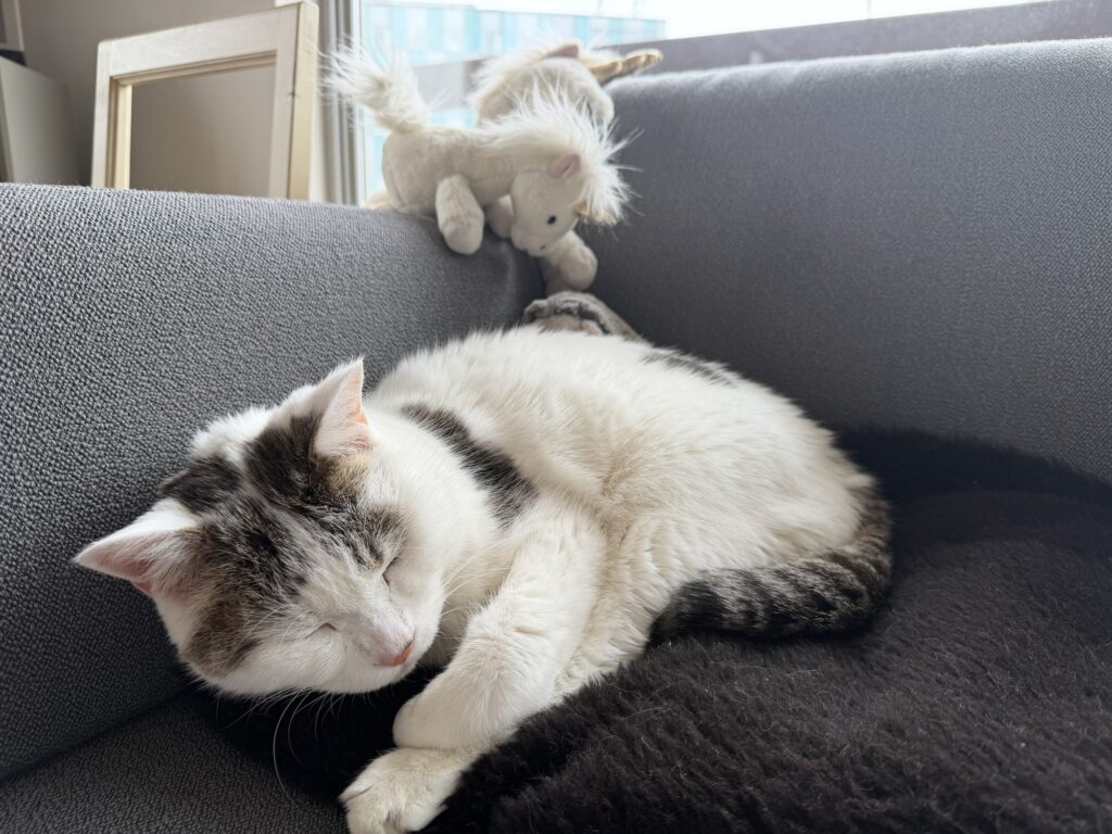 チョビと仲間たち。文筆家・麻生要一郎のねことの暮らし #2