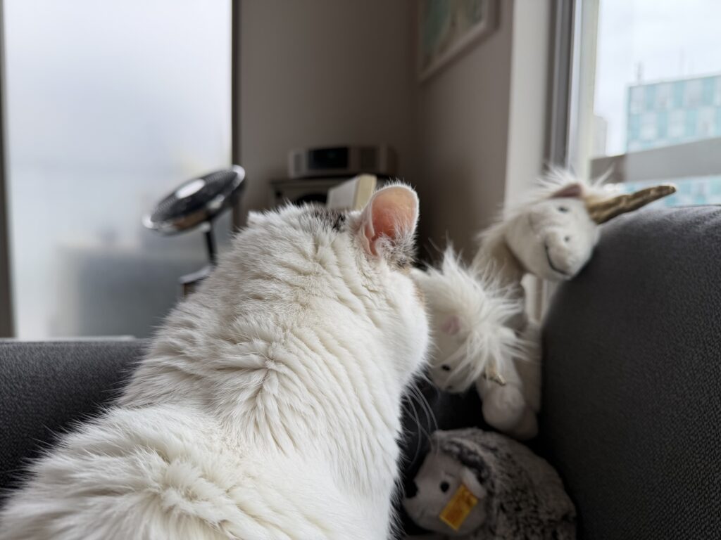 チョビと仲間たち。文筆家・麻生要一郎のねことの暮らし #2