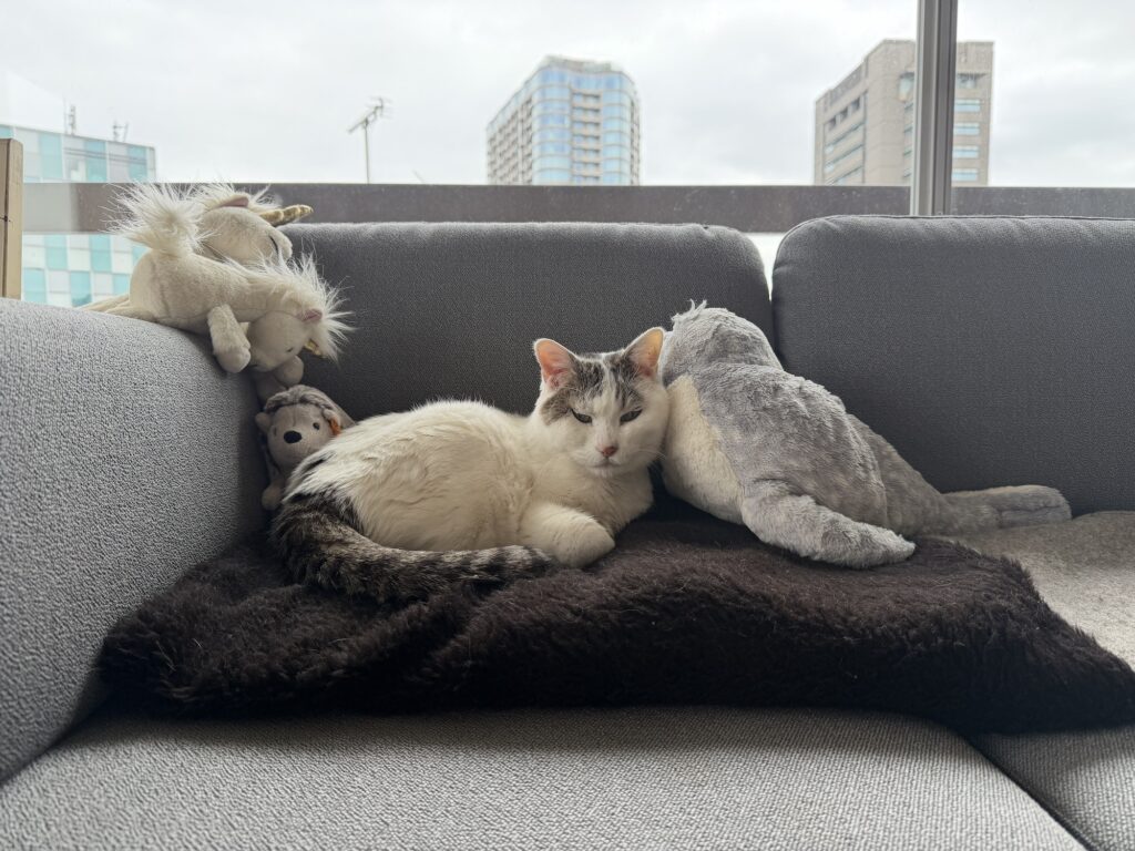 チョビと仲間たち。文筆家・麻生要一郎のねことの暮らし #2