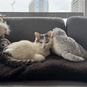 チョビと仲間たち。文筆家・麻生要一郎のねことの暮らし #2