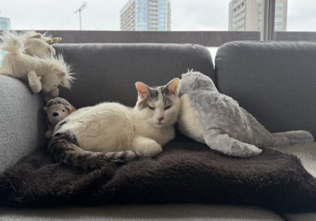 チョビと仲間たち。文筆家・麻生要一郎のねことの暮らし #2