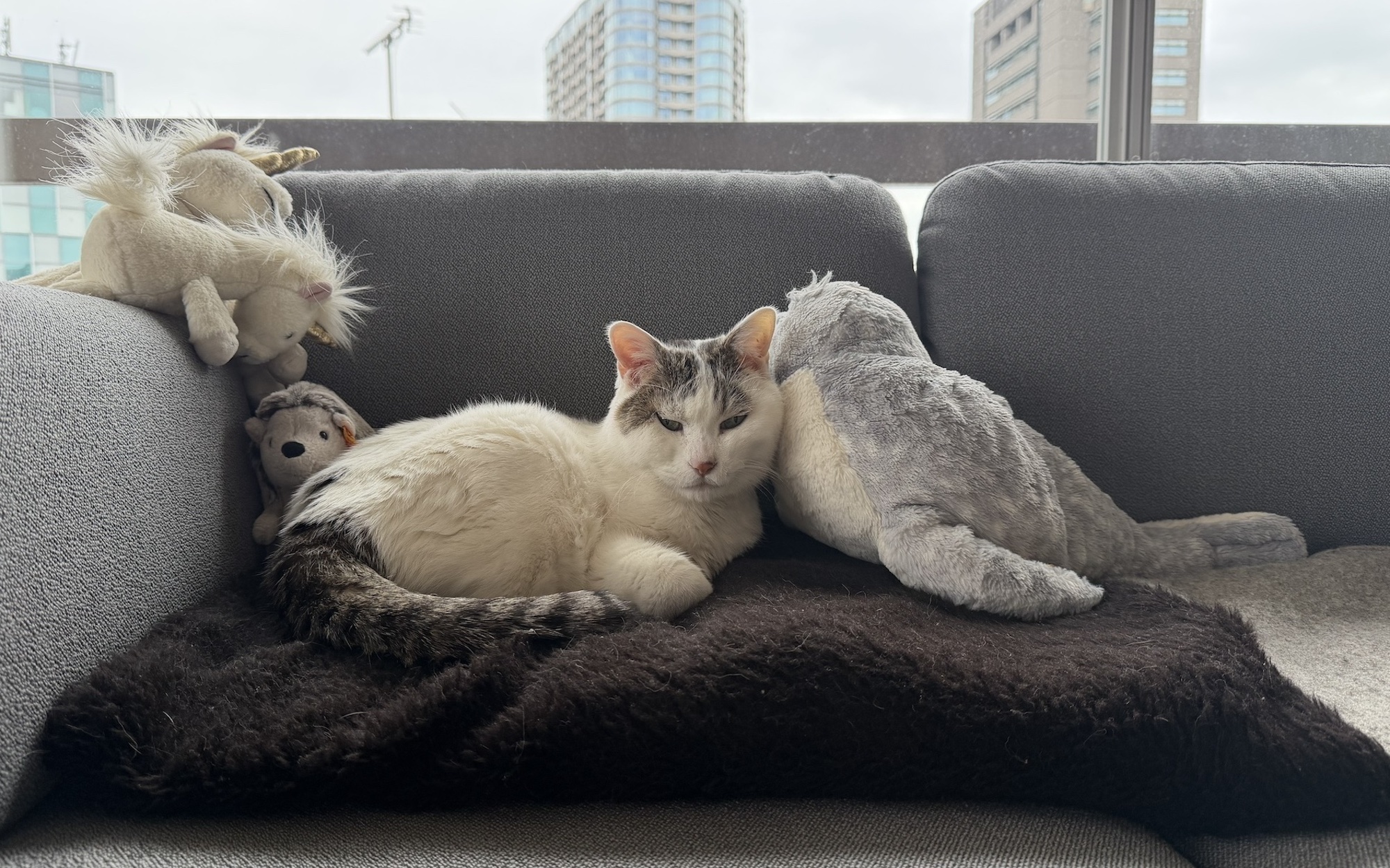 チョビと愉快な仲間たち。文筆家・麻生要一郎のねことの暮らし #2