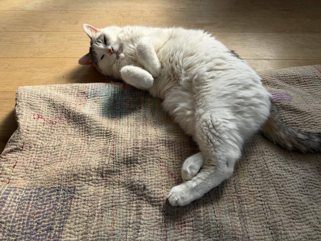 やっぱり、ねこになりたい。文筆家・麻生要一郎のねことの暮らし #3