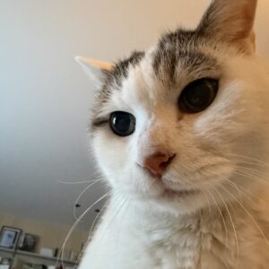 やっぱり、ねこになりたい。文筆家・麻生要一郎のねことの暮らし #3