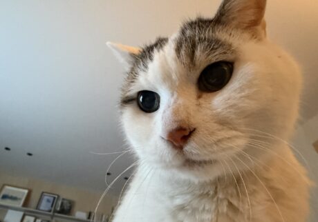 やっぱり、ねこになりたい。文筆家・麻生要一郎のねことの暮らし #3