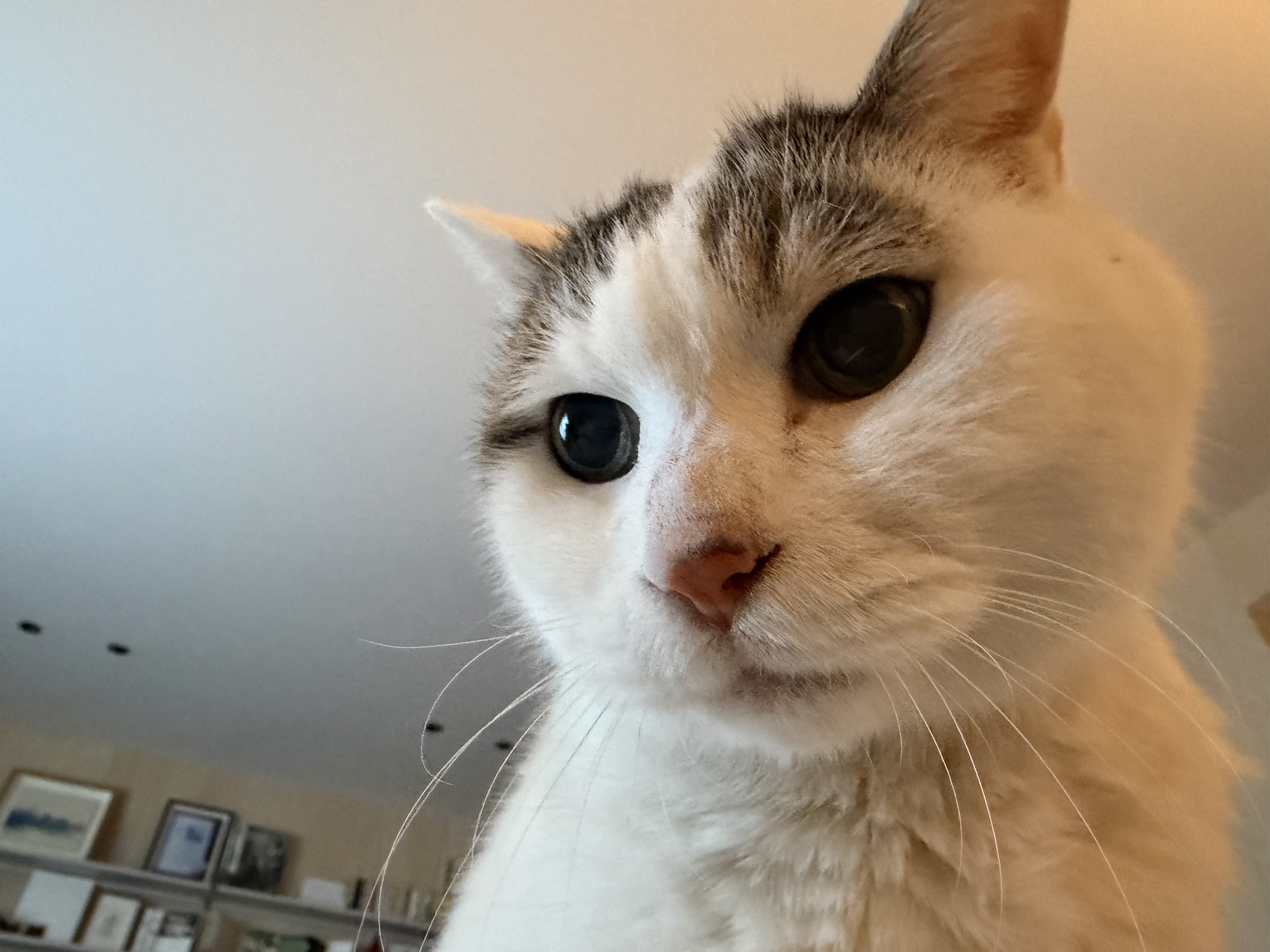 やっぱり、ねこになりたい。文筆家・麻生要一郎のねことの暮らし #3