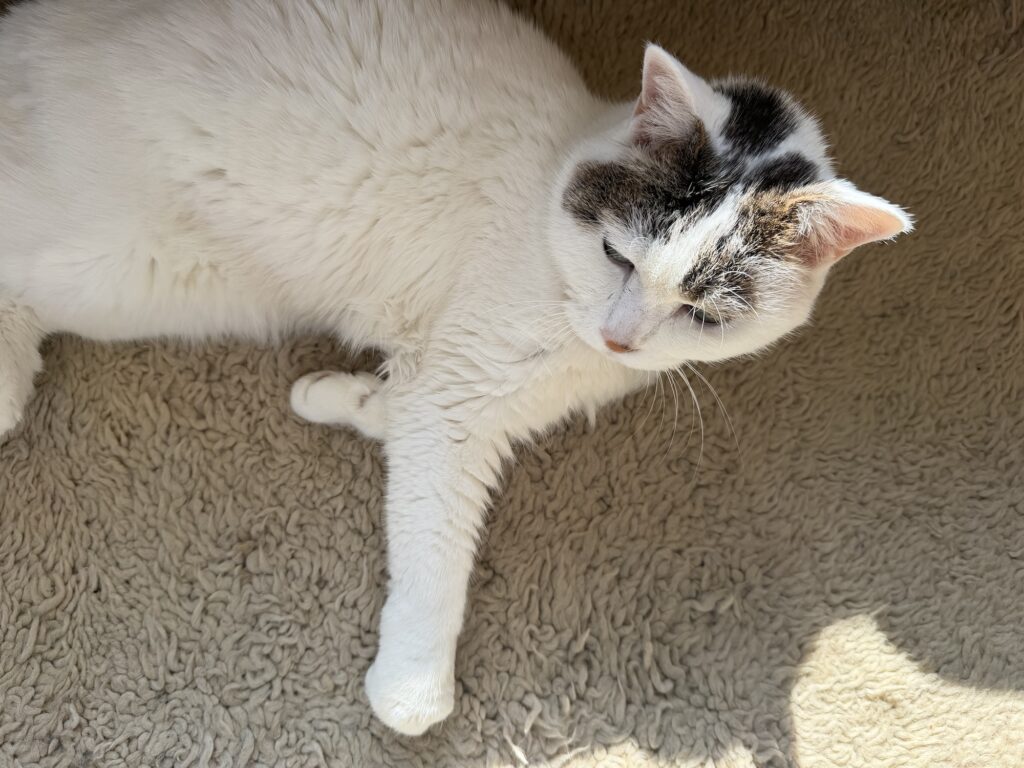 やっぱり、ねこになりたい。文筆家・麻生要一郎のねことの暮らし #3