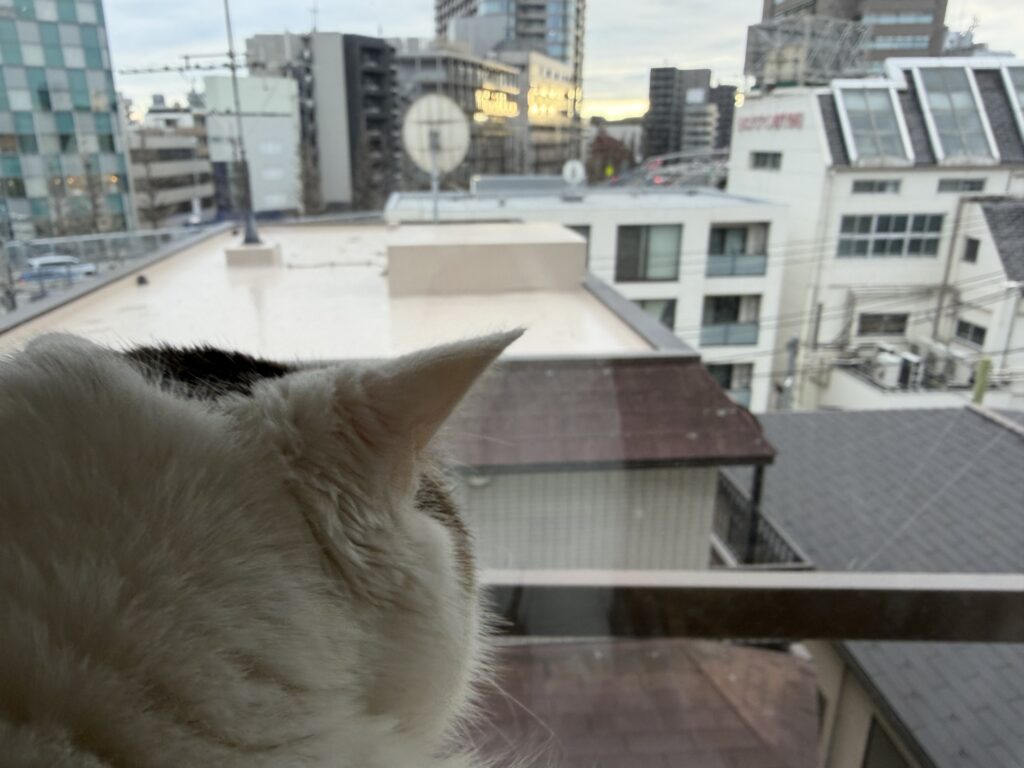 やっぱり、ねこになりたい。文筆家・麻生要一郎のねことの暮らし #3