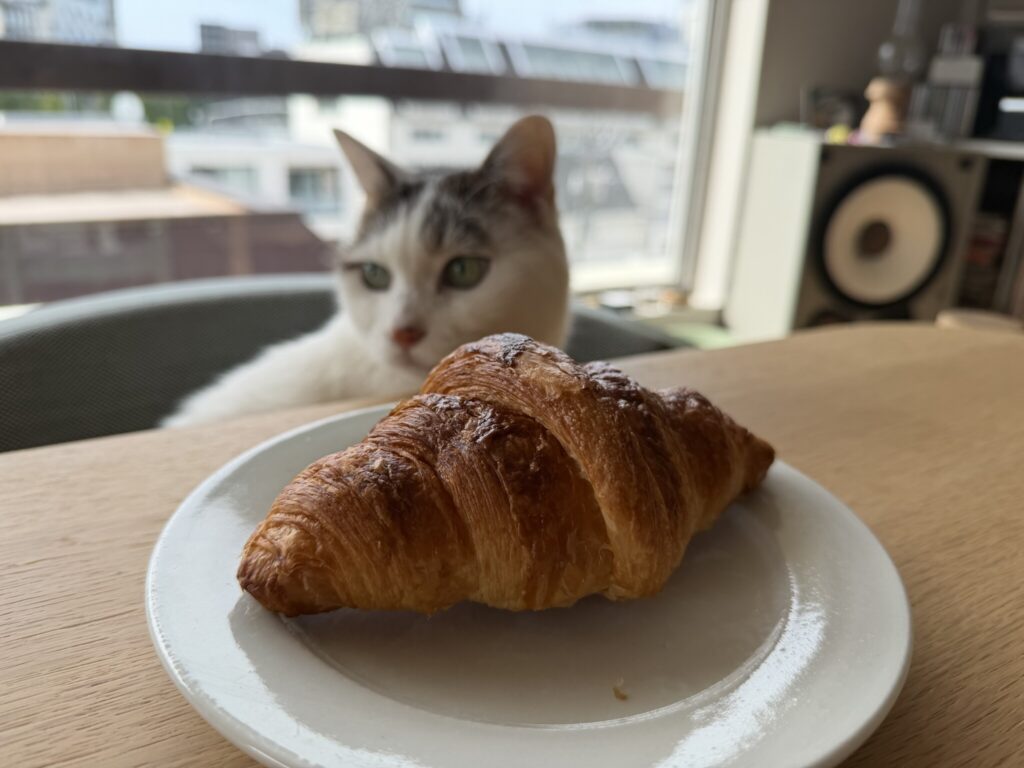 チョビとの朝食。文筆家・麻生要一郎のねことの暮らし #4 チョビとの朝食。文筆家・麻生要一郎のねことの暮らし #4