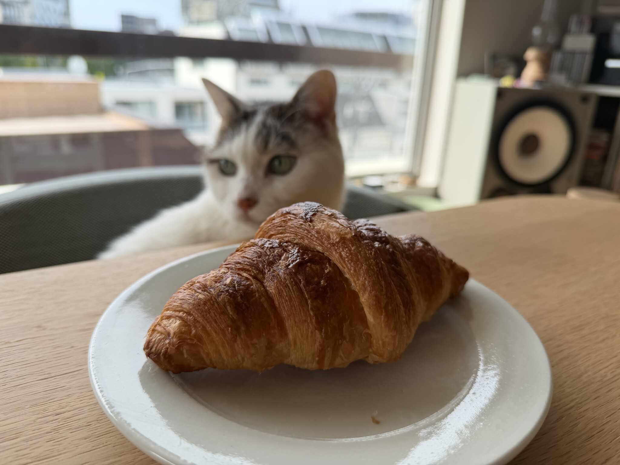 チョビとの朝食。文筆家・麻生要一郎のねことの暮らし #4