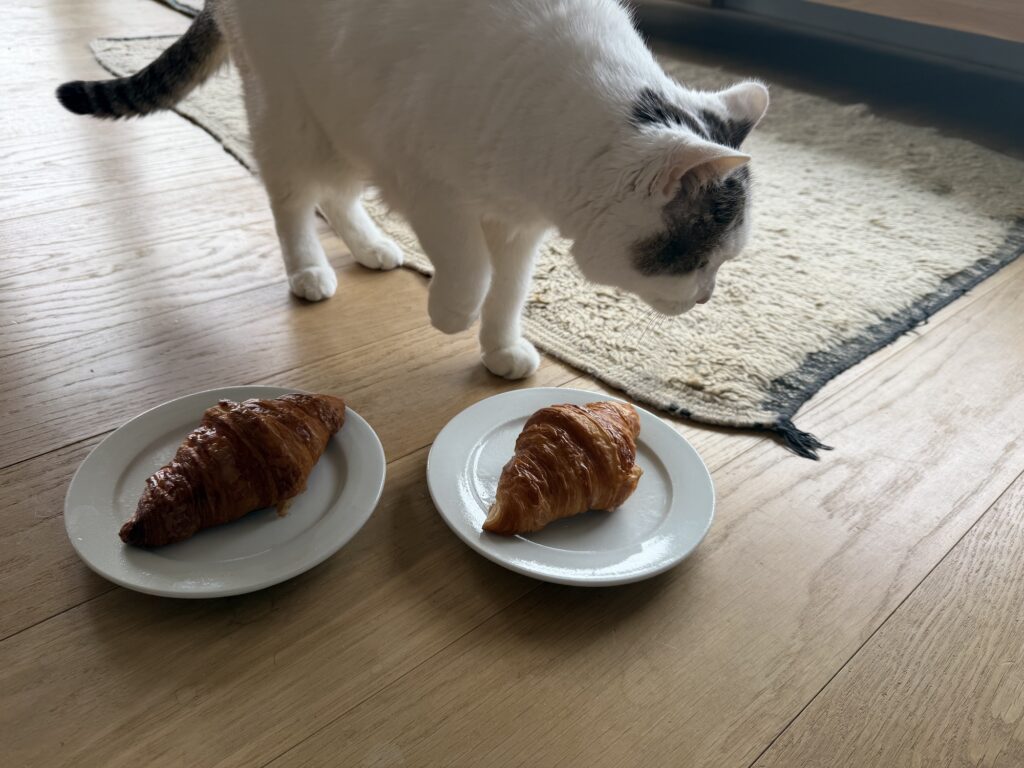チョビとの朝食。文筆家・麻生要一郎のねことの暮らし #4 チョビとの朝食。文筆家・麻生要一郎のねことの暮らし #4