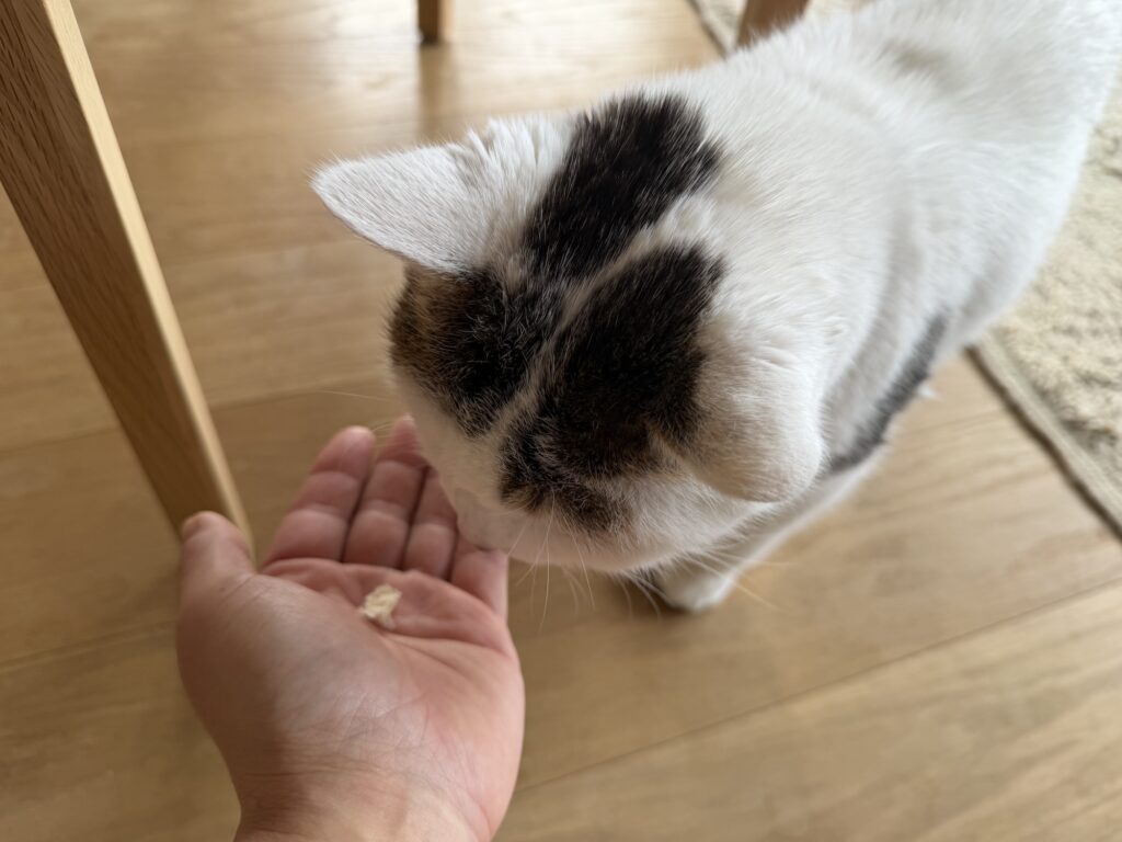 チョビとの朝食。文筆家・麻生要一郎のねことの暮らし #4 チョビとの朝食。文筆家・麻生要一郎のねことの暮らし #4