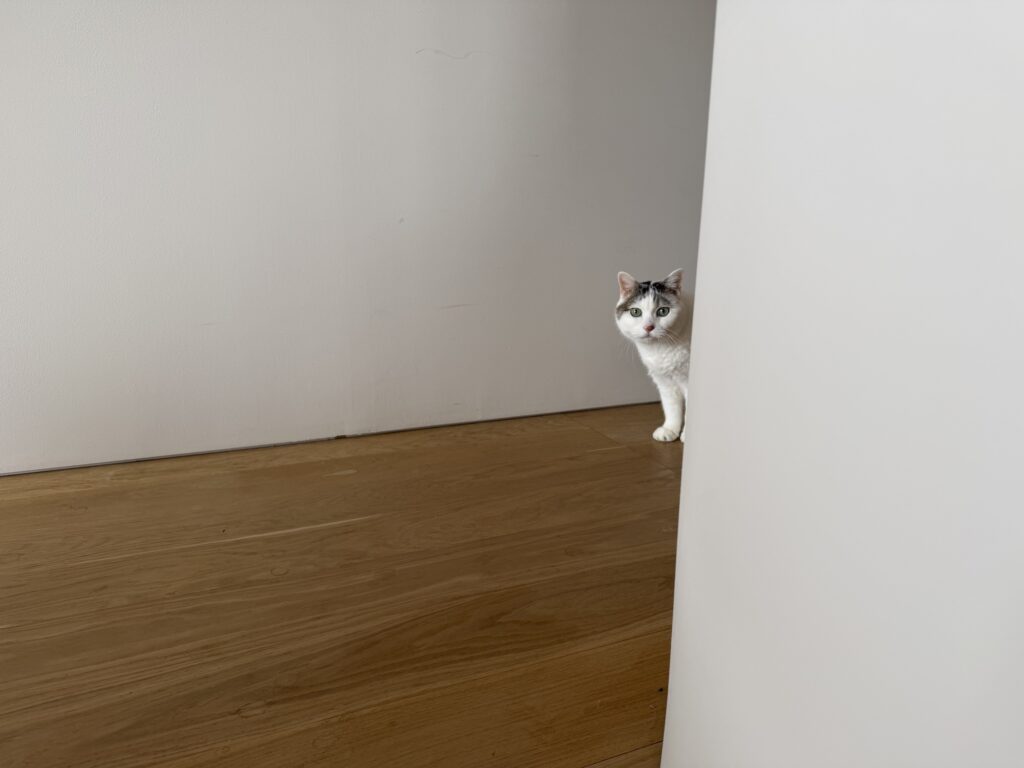 チョビとの朝食。文筆家・麻生要一郎のねことの暮らし #4 チョビとの朝食。文筆家・麻生要一郎のねことの暮らし #4