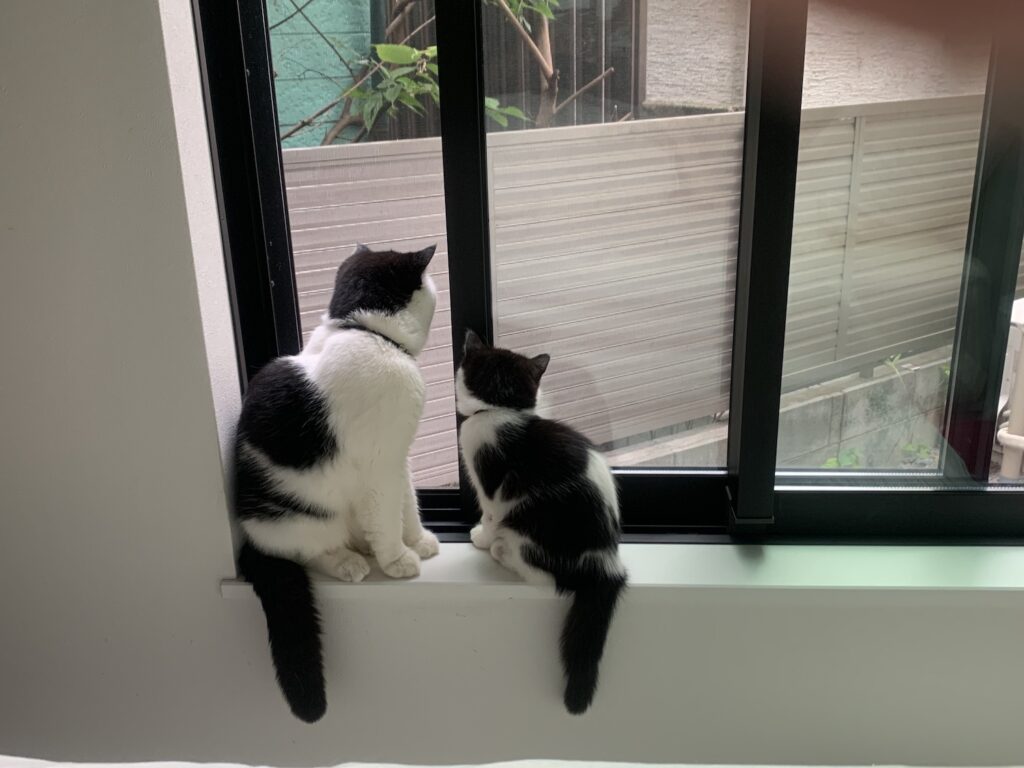 教えて、お父ちゃん。エキゾチックショートヘア ちろり | ちろり（右）「窓の外から綺麗な声が聴こえてきて、何かしらって思ったの。そしたらお父ちゃんが、小鳥っていう生き物だよって教えてくれたの」