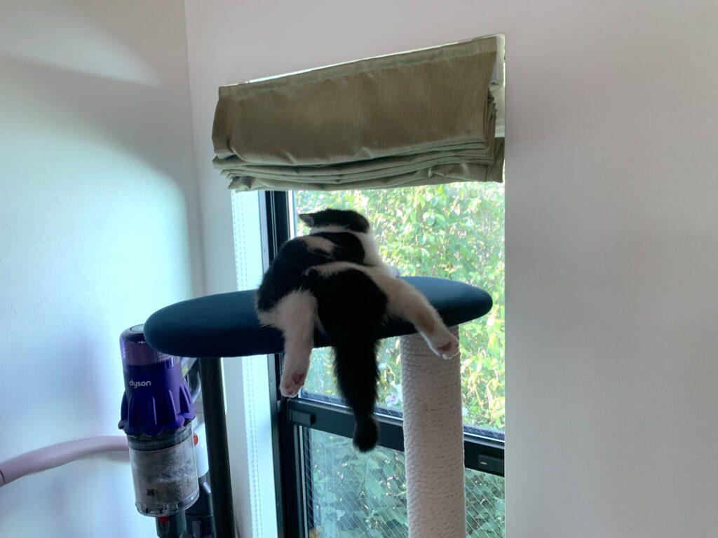 おひとり満喫派のあたし。エキゾチックショートヘア ちろり | あたしってね、小さい頃から結構ひとりでいることも好きだったの。ひとりで景色を観たり、ひとりで遊んだり、寝るときだってひとりなの。