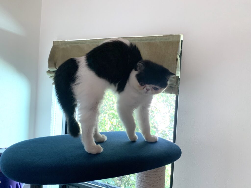 おひとり満喫派のあたし。エキゾチックショートヘア ちろり | 産まれて間もない赤ちゃんのときも、ときどき兄妹たちと離れて1人で寝てたんだって。ね、あたしってすごいでしょう♪