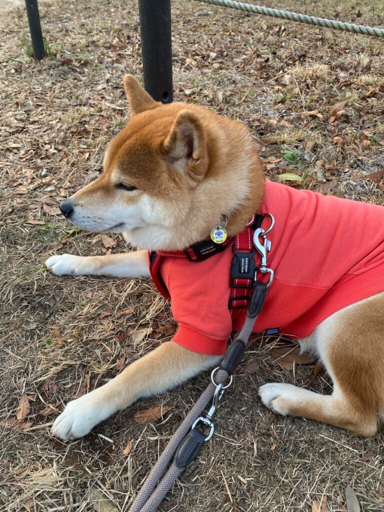 ちょっと休憩長くないですか!?柴犬子犬ハルのワンダフルライフ