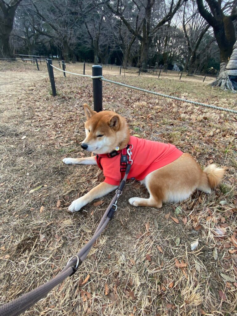 ちょっと休憩長くないですか!?柴犬子犬ハルのワンダフルライフ