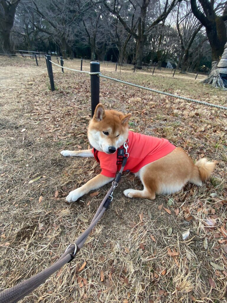 ちょっと休憩長くないですか!?柴犬子犬ハルのワンダフルライフ