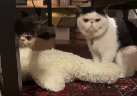 たまには遊んでほしいのよ。【ちろり、スターへの道のり。vol.17】 たまには遊んでほしいのよ。【ちろり、スターへの道のり。vol.17】