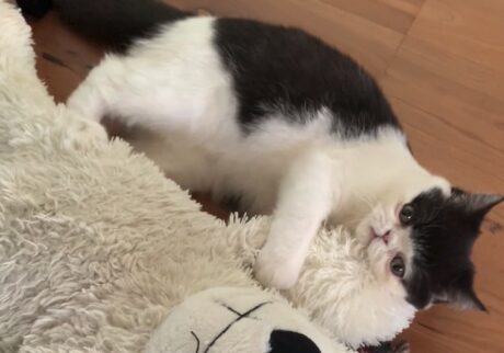 しろくま、意外といい感じ。【ちろり、スターへの道のり。vol.18】