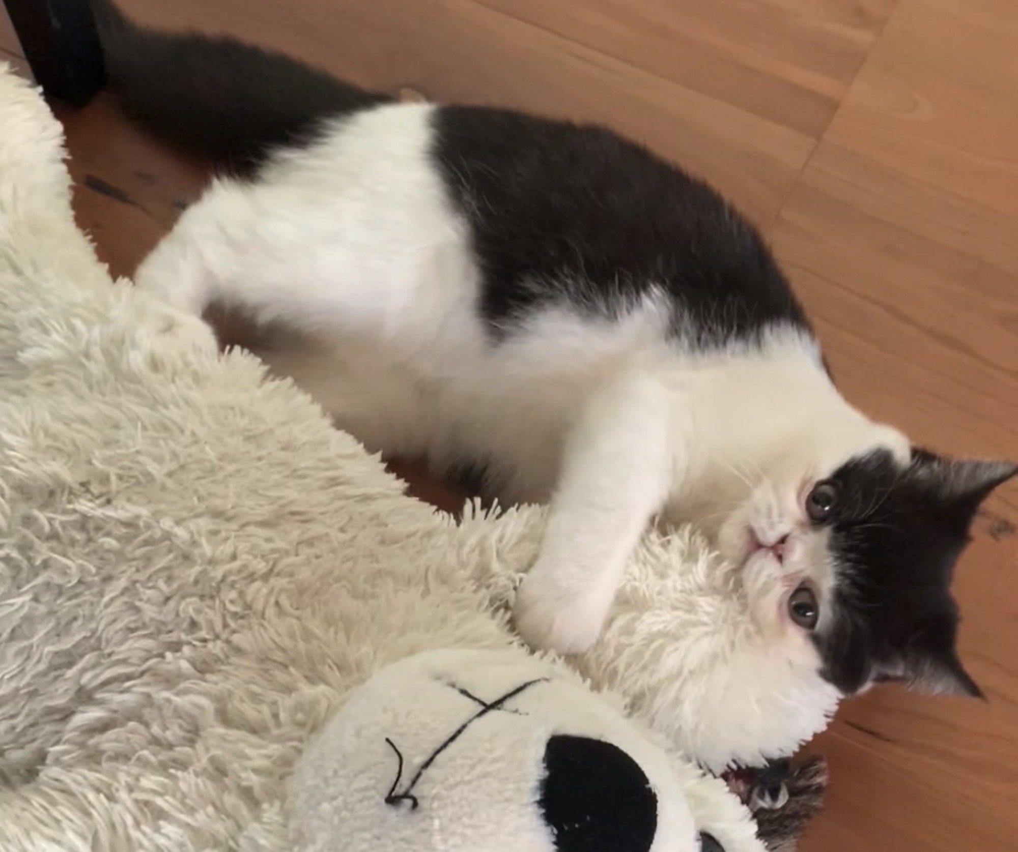 しろくま、意外といい感じ。【ちろり、スターへの道のり。vol.18】