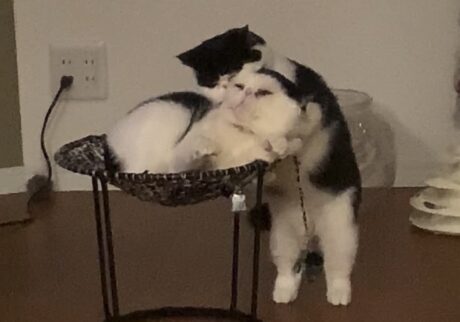 やさしいげんこつ。【ちろり、スターへの道のり。vol.23】 やさしいげんこつ。【ちろり、スターへの道のり。vol.23】