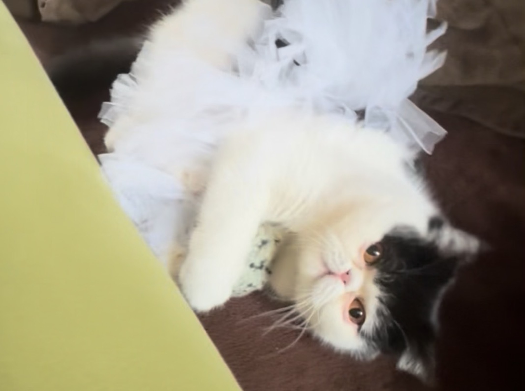 アイドル衣装も素敵でしょ。【ちろり、スターへの道のり。vol.27】