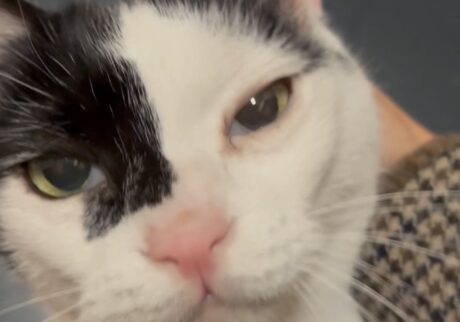 兄ねこの意地は、出迎えで。【〈LOISIR〉デザイナー・前田敬子による、保護猫・えいたと暮らす日常。 vol.94】 兄ねこの意地は、出迎えで。【〈LOISIR〉デザイナー・前田敬子による、保護猫・えいたと暮らす日常。 vol.94】