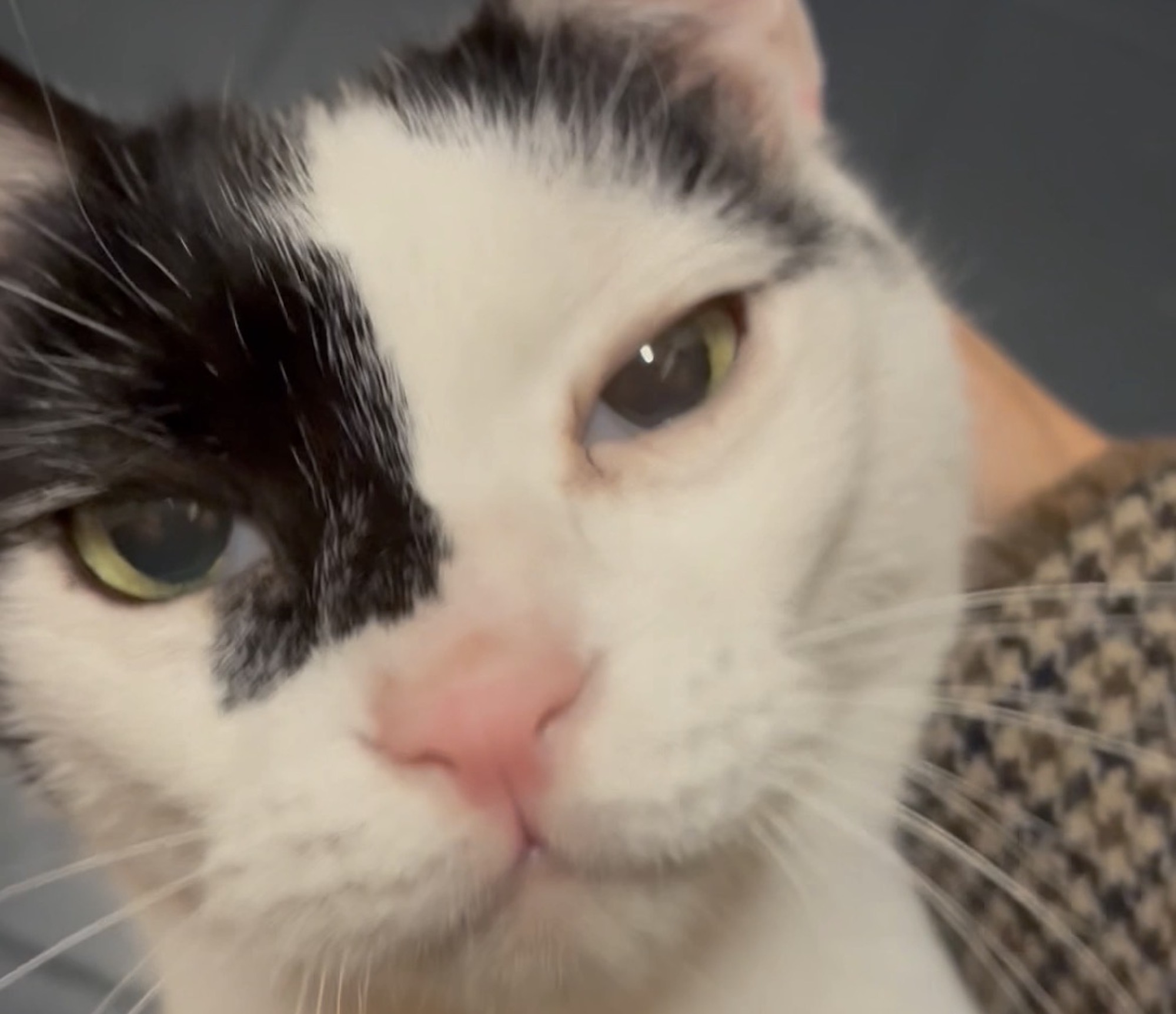 兄ねこの意地は、出迎えで。【〈LOISIR〉デザイナー・前田敬子による、保護猫・えいたと暮らす日常。 vol.94】