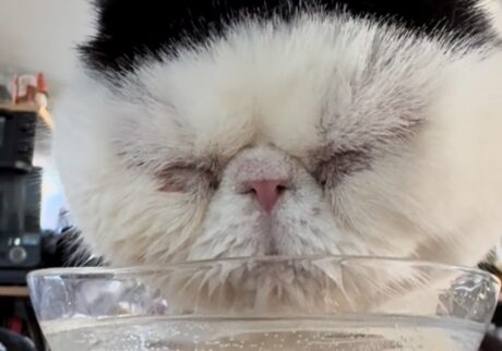 下顎ドボンがお気に入り。【おちょこ、ぽのぽのだより。vol.247】