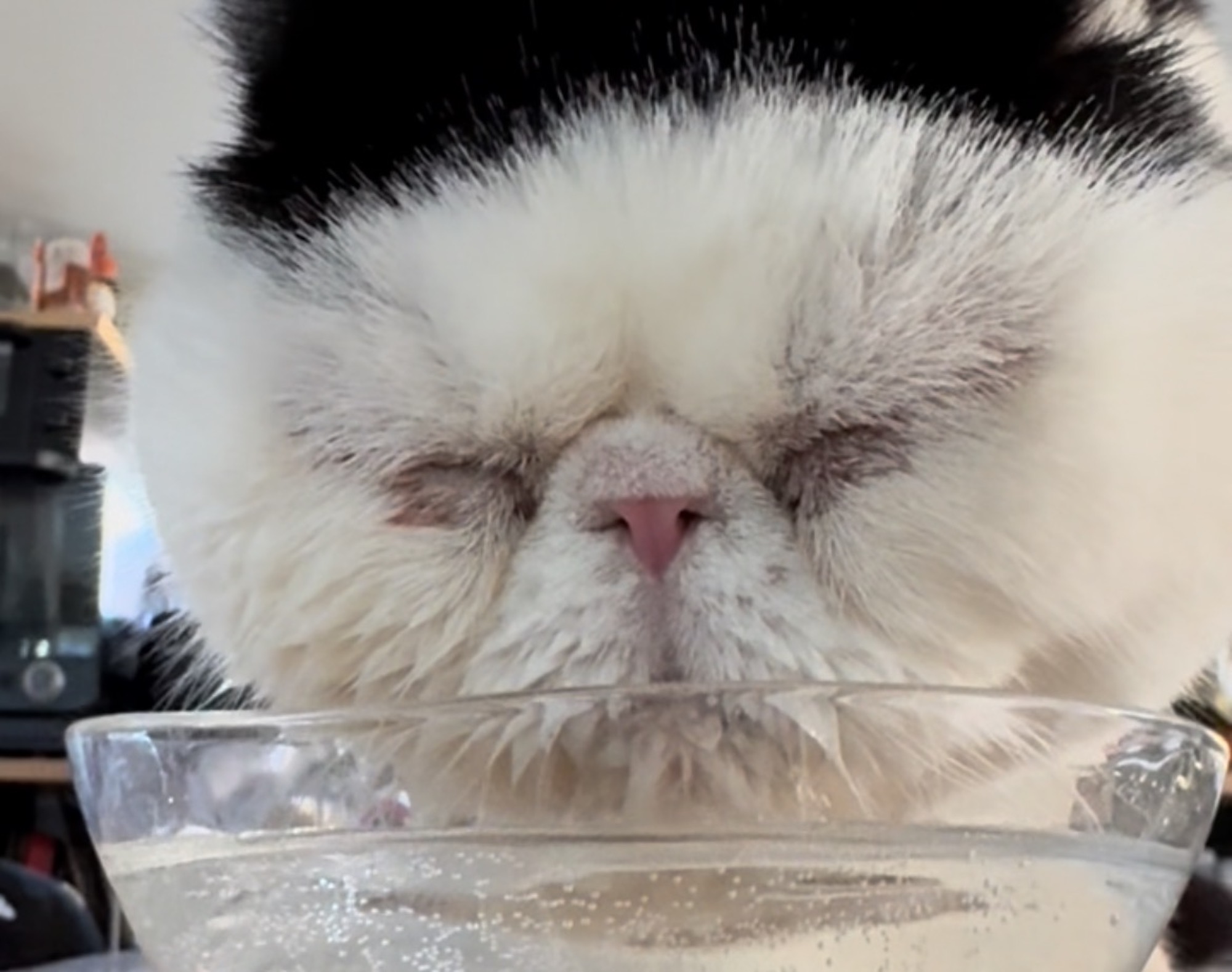 下顎ドボンがお気に入り。【おちょこ、ぽのぽのだより。vol.247】