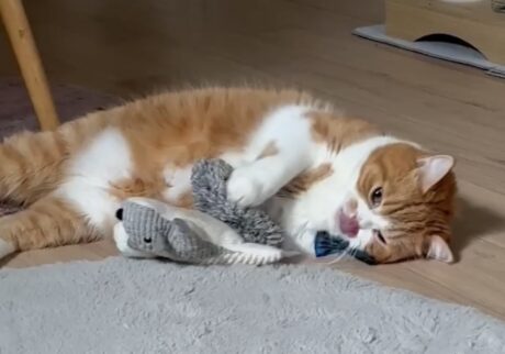 僕流、大好きアピール。【とろろ、もふもふDays。vol.168】 僕流、大好きアピール。【とろろ、もふもふDays。vol.168】