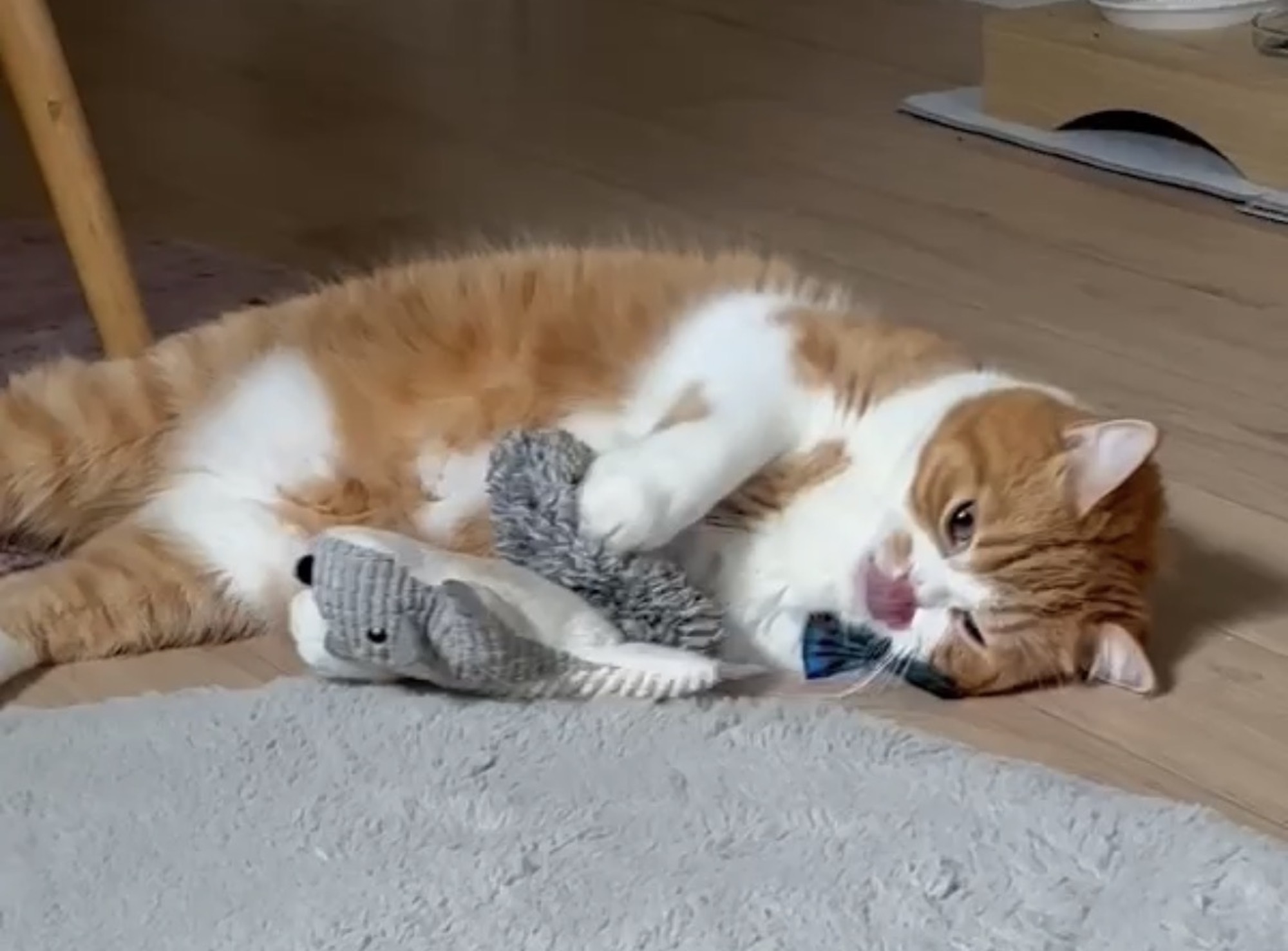 僕流、大好きアピール。【とろろ、もふもふDays。vol.168】