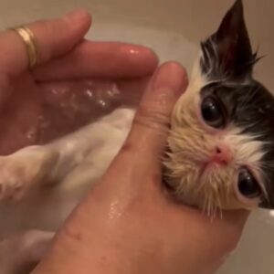 お風呂好きは、赤ちゃんの頃から。【ちろり、スターへの道のり。vol.3】