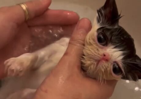 お風呂好きは、赤ちゃんの頃から。【ちろり、スターへの道のり。vol.3】 お風呂好きは、赤ちゃんの頃から。【ちろり、スターへの道のり。vol.3】