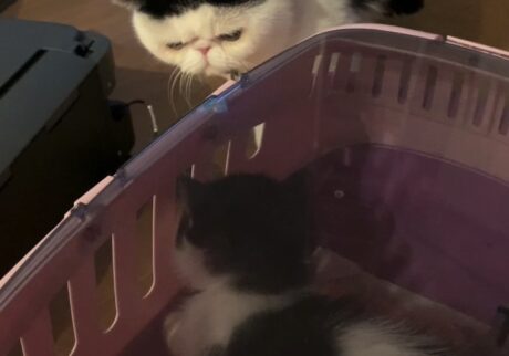 お父ちゃんと初対面♪【ちろり、スターへの道のり。vol.4】