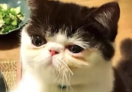 これが、アイドルの得意技よ。【ちろり、スターへの道のり。vol.22】 これが、アイドルの得意技よ。【ちろり、スターへの道のり。vol.22】