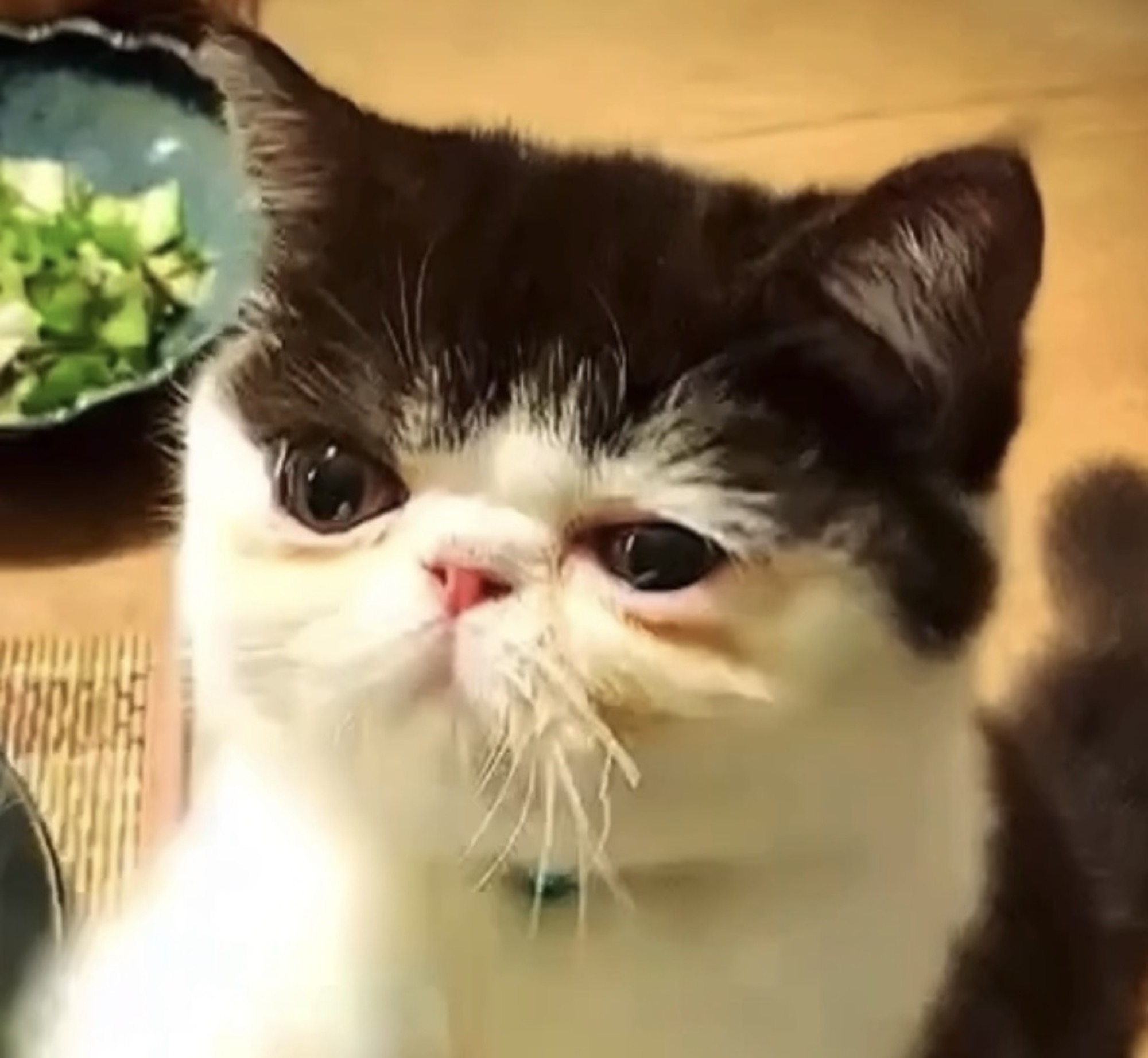 これが、アイドルの得意技よ。【ちろり、スターへの道のり。vol.22】